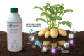 FERTUM PAPA 1L - Beneficios para llenado de tubérculos